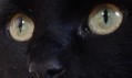 Katze 2.0
